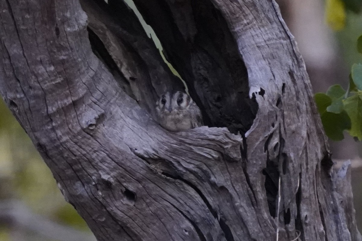 Australian Owlet-nightjar - ML593679821