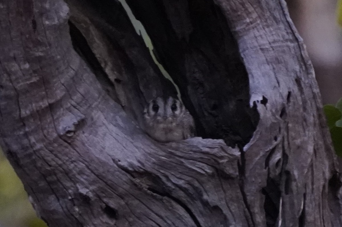 Australian Owlet-nightjar - ML593679831