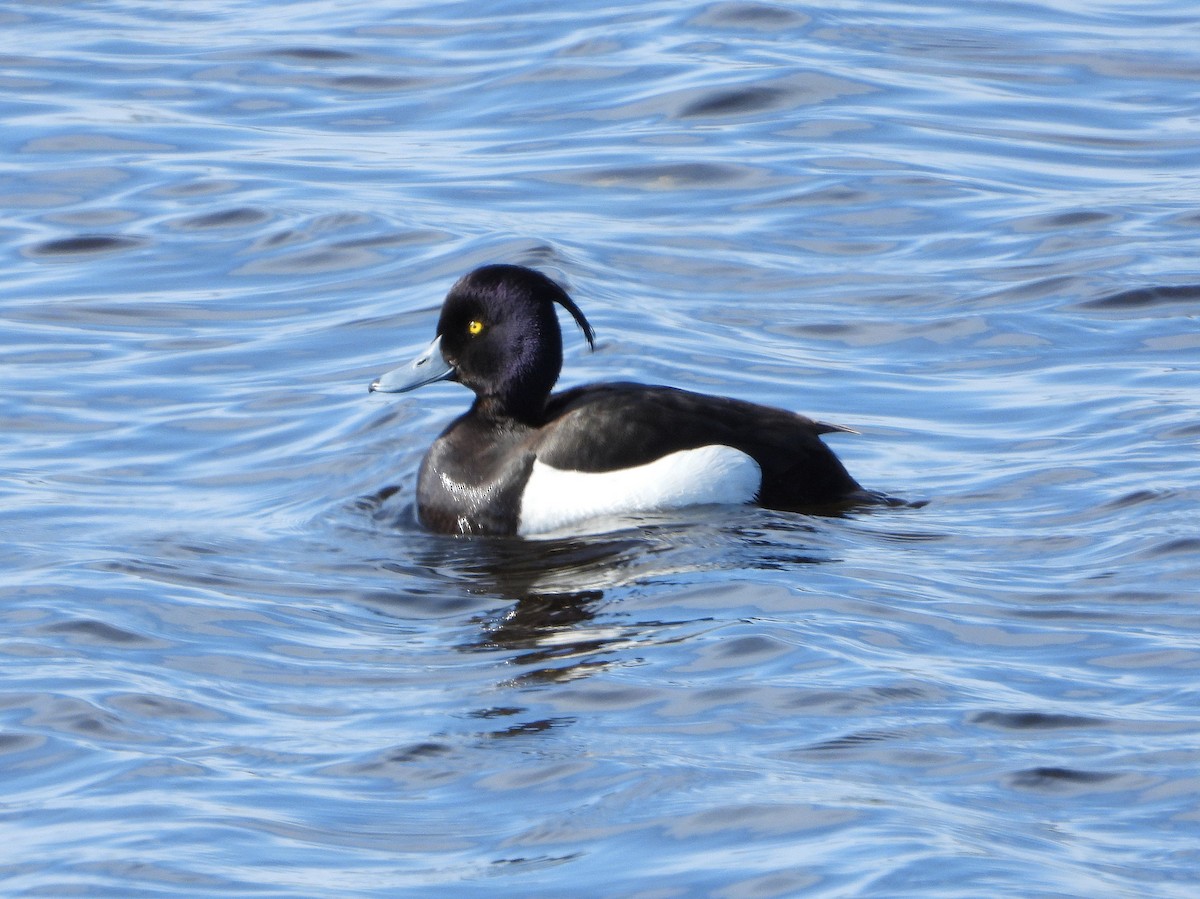 Tufted Duck - ML593680571
