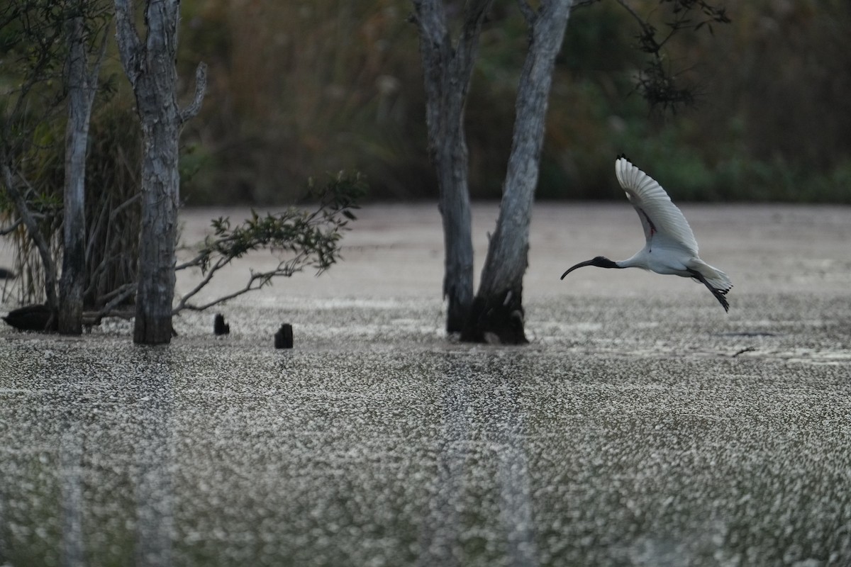ibis australský - ML593682281