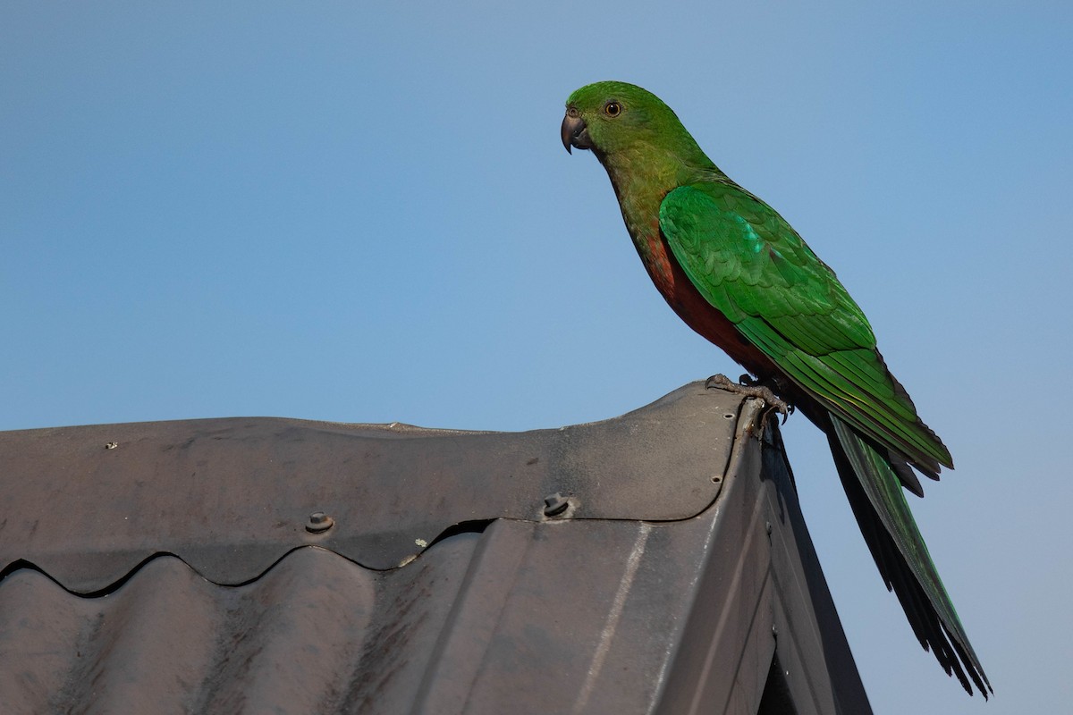 Australian King-Parrot - ML593687571