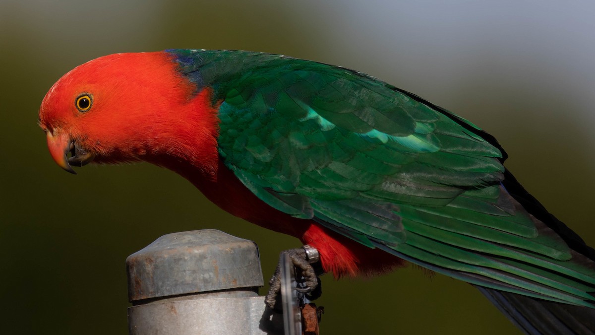 Australian King-Parrot - ML593687591