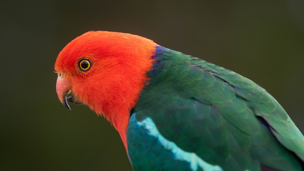 Australian King-Parrot - ML593689001