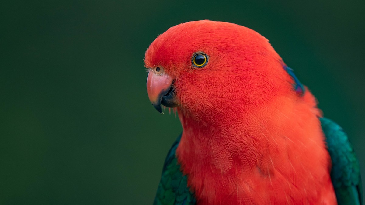 Australian King-Parrot - Robert Tizard