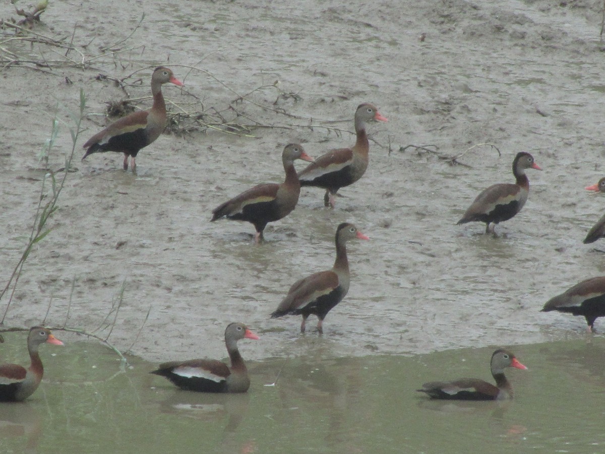 Black-bellied Whistling-Duck - Guillaume Normand
