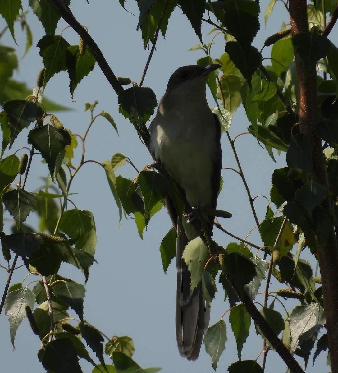 Black-billed Cuckoo - ML593692851