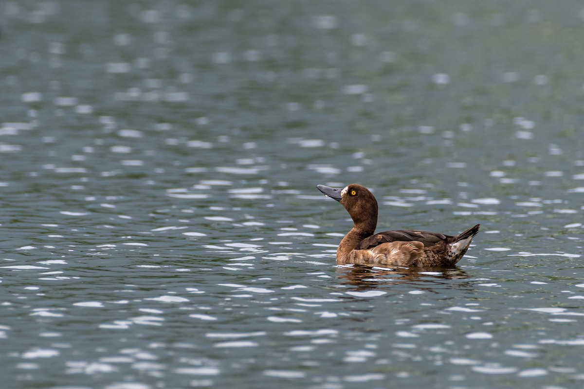 Tufted Duck - ML593693271