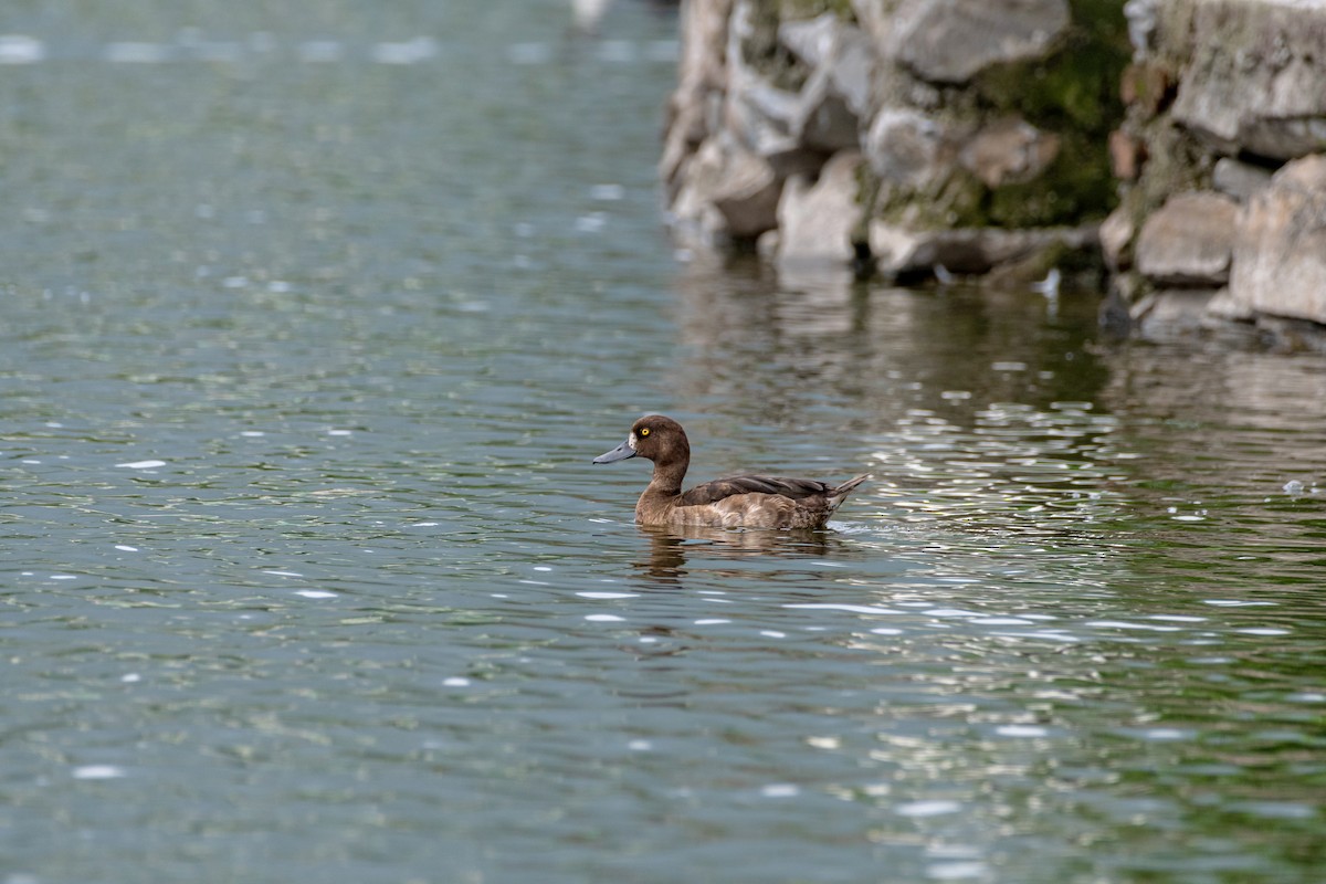 Tufted Duck - ML593693301