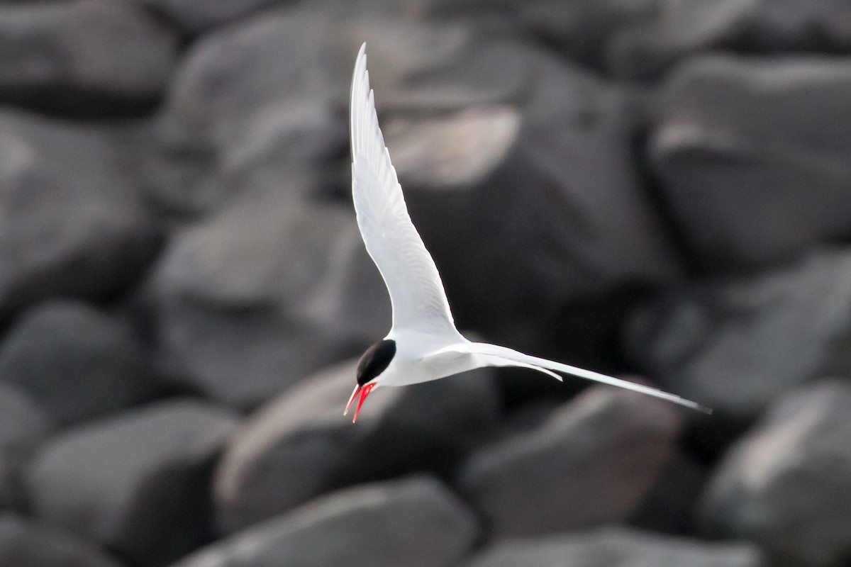 Arctic Tern - Hope Huntington