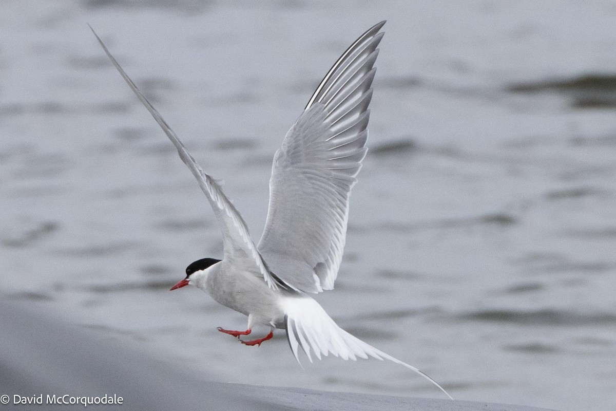 Arctic Tern - David McCorquodale