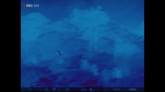Sulawesinachtschwalbe - ML593695271