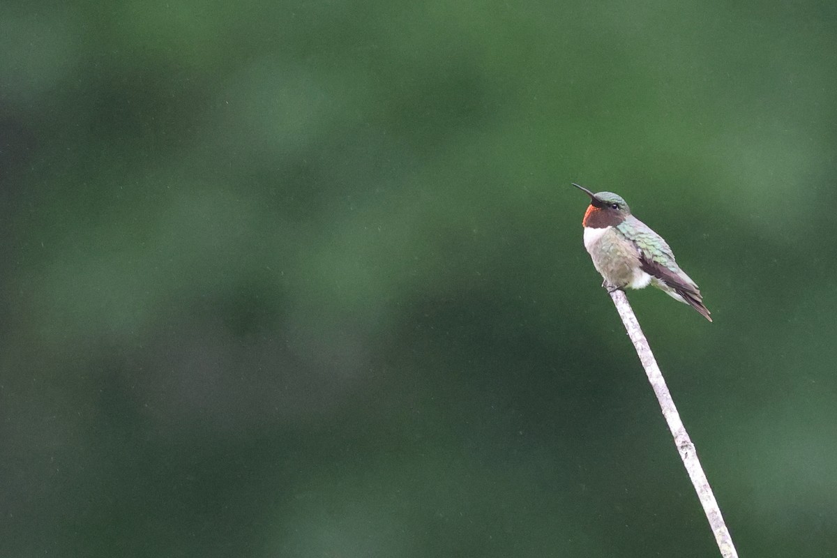 Ruby-throated Hummingbird - ML593696021
