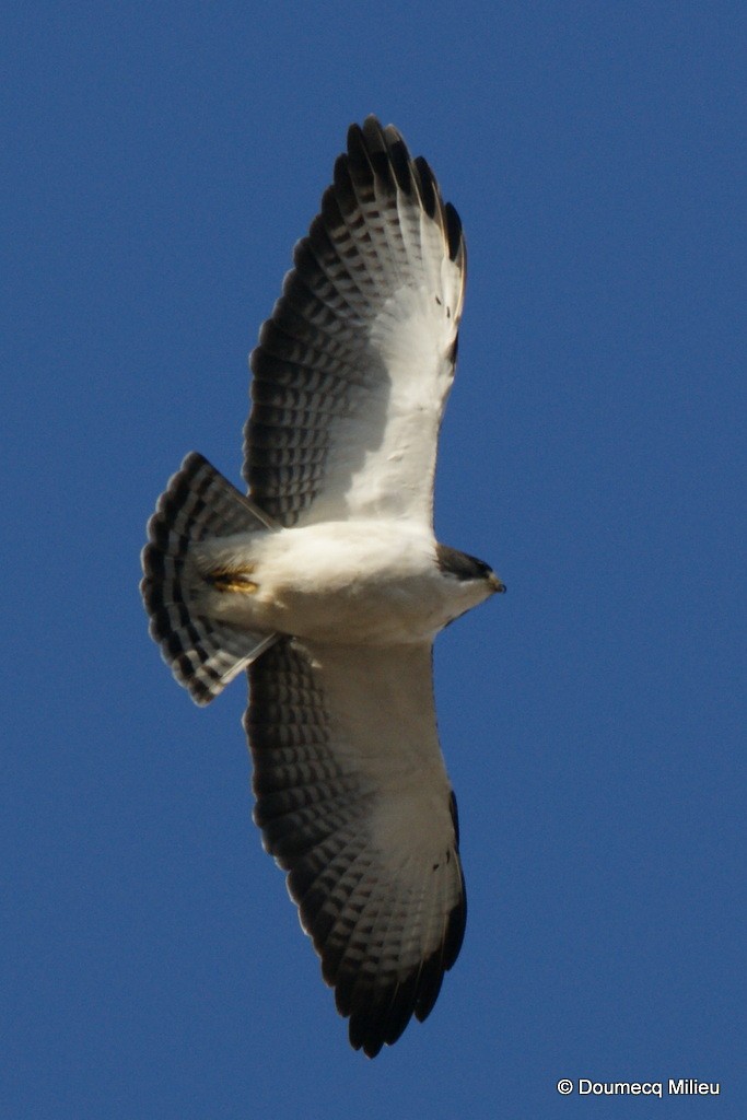 Short-tailed Hawk - ML59369661
