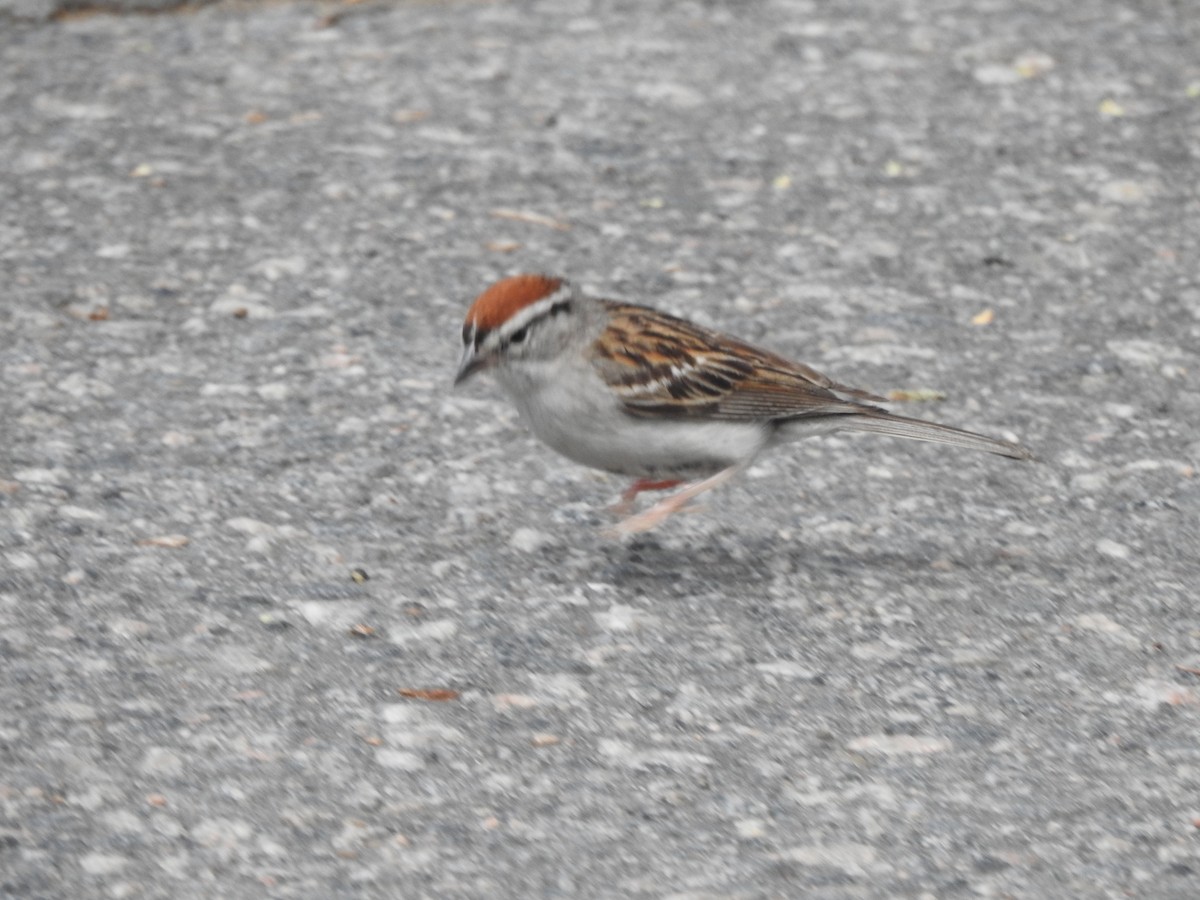 Chipping Sparrow - ML593696861