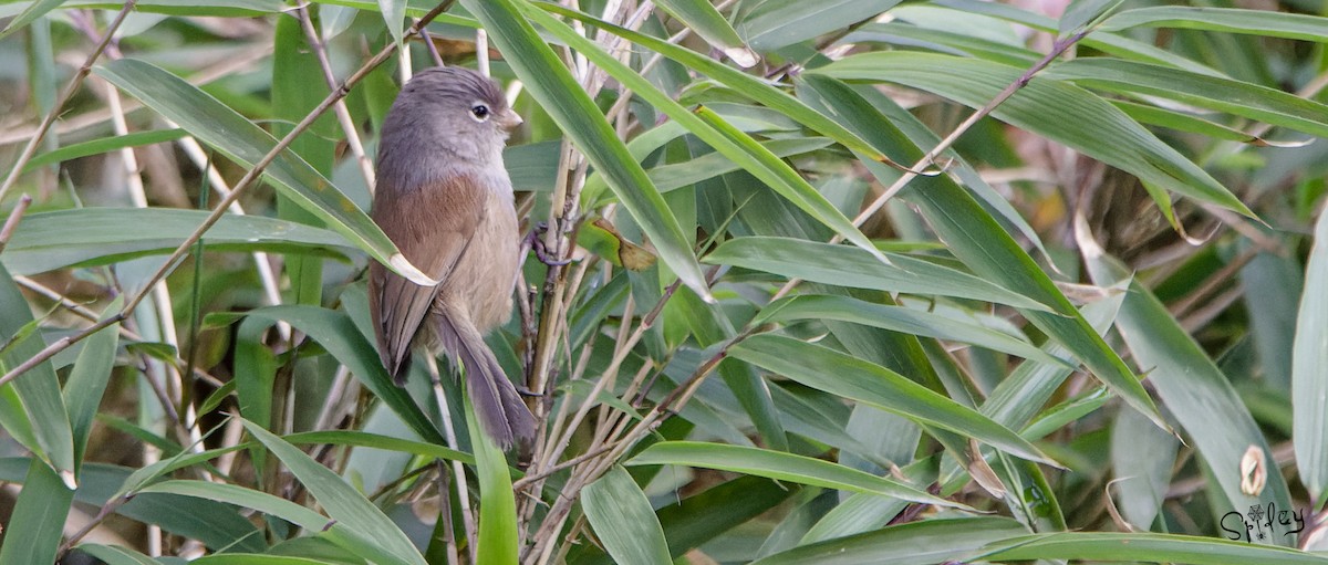 Gray-hooded Parrotbill - Xingyu Li