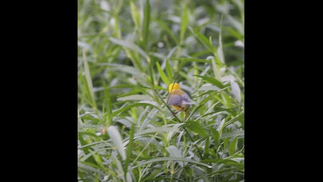Prothonotary Warbler - ML593705721
