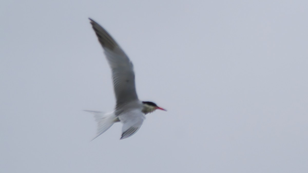Common Tern - Mark Cloutier