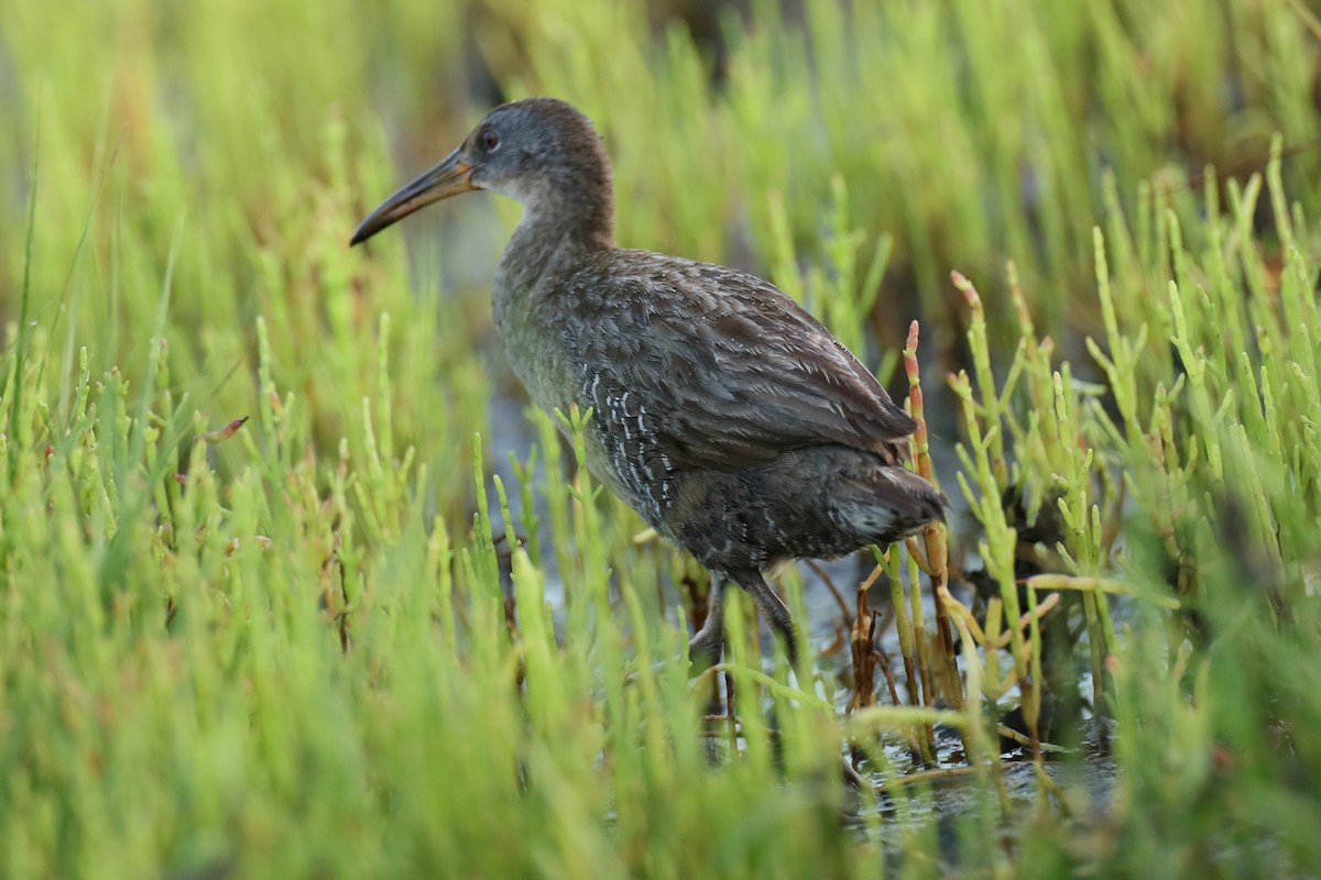 eBird Checklist 13 Jul 2023 Timber Point Golf CourseEast Marina