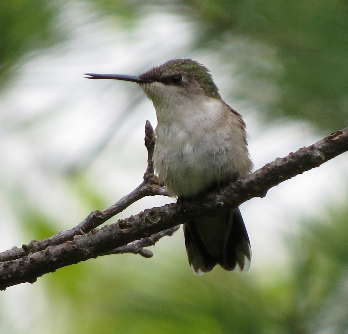 Ruby-throated Hummingbird - Amy Lawes