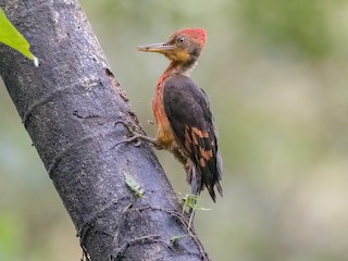  - Orange-backed Woodpecker