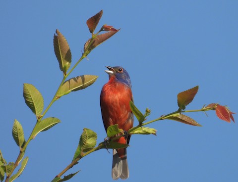 A Northern Cardinal at the Prairie ridge Ecostation - Best Life