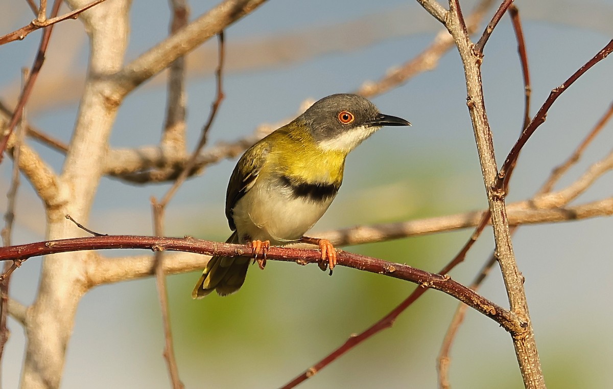 Yellow-breasted Apalis - ML593712591