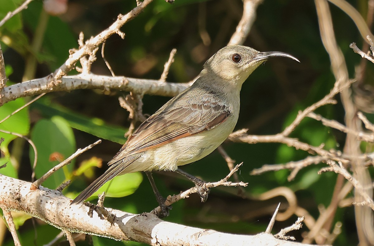 Mouse-colored Sunbird - ML593712851
