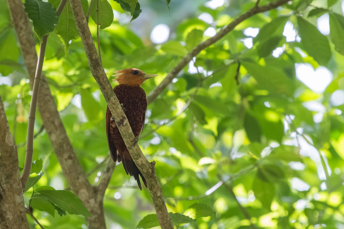 Chestnut-colored Woodpecker - ML593718821