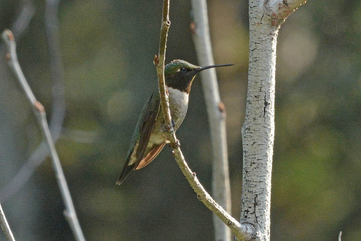 Ruby-throated Hummingbird - ML593719771