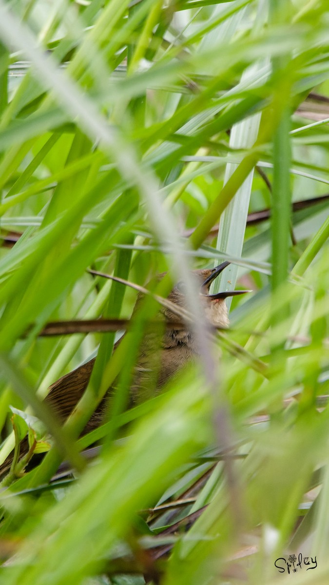 Sichuan Bush Warbler - ML593725031
