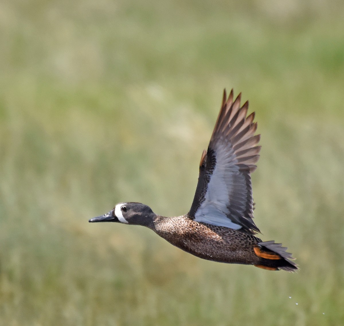 Blue-winged Teal - ML59373441