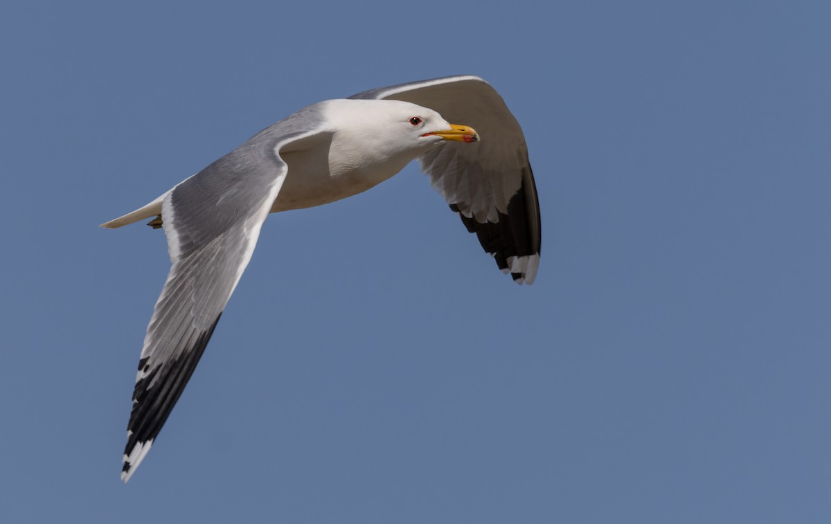 California Gull - Lars Petersson | My World of Bird Photography