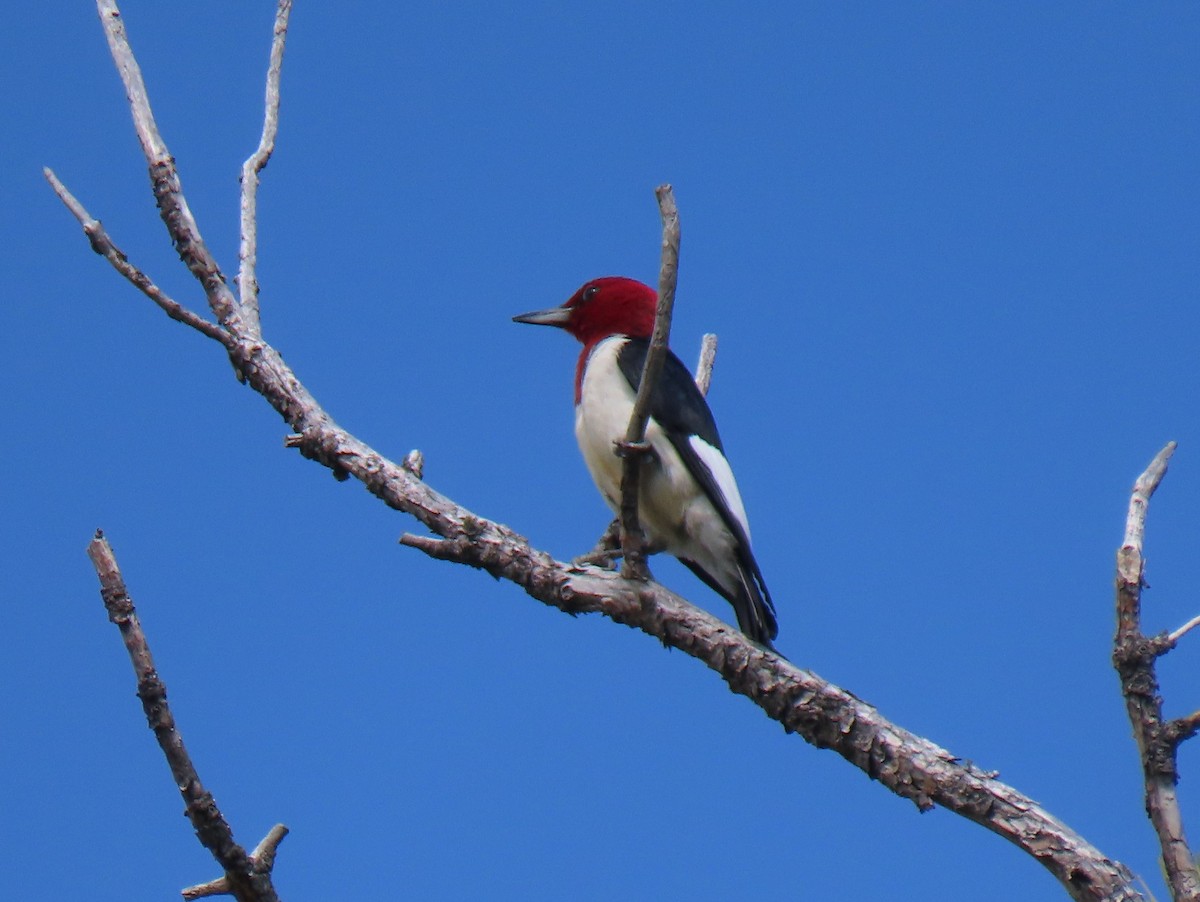 Red-headed Woodpecker - ML593735121
