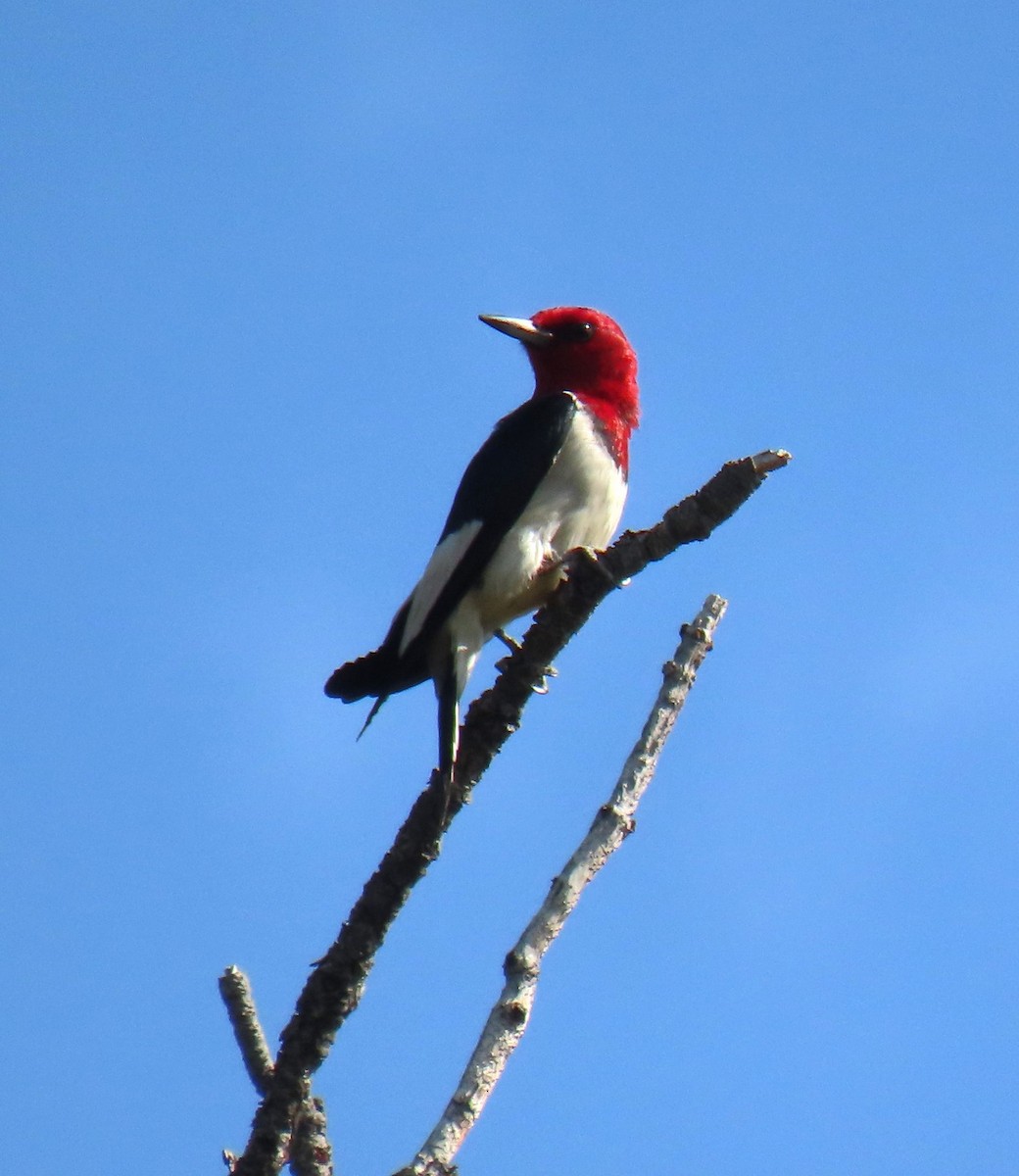Red-headed Woodpecker - ML593735171