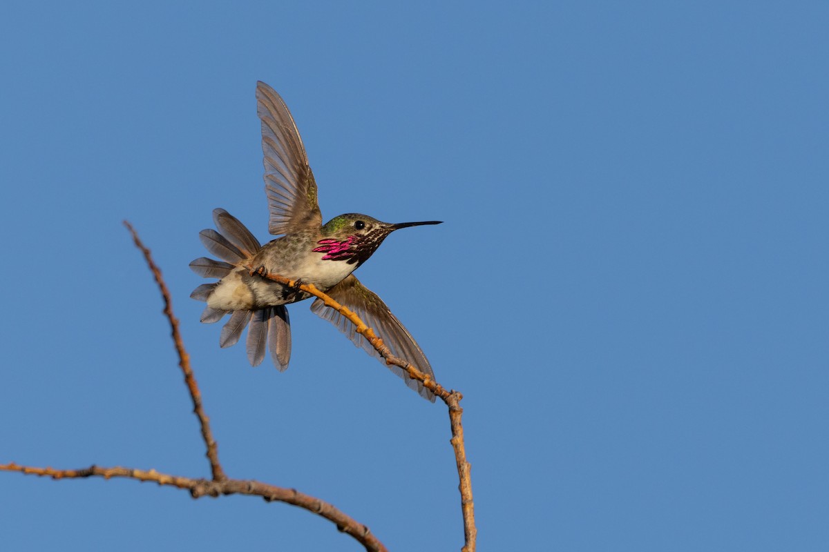 Calliope Hummingbird - ML593736861