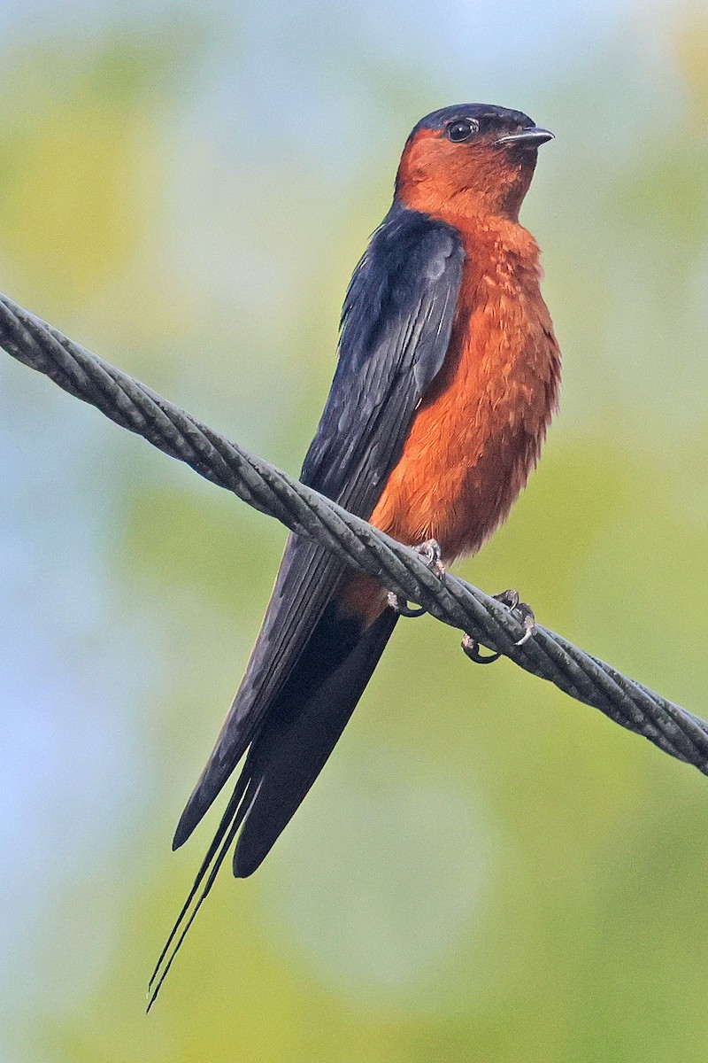 Rufous-bellied Swallow - Nathan Wall
