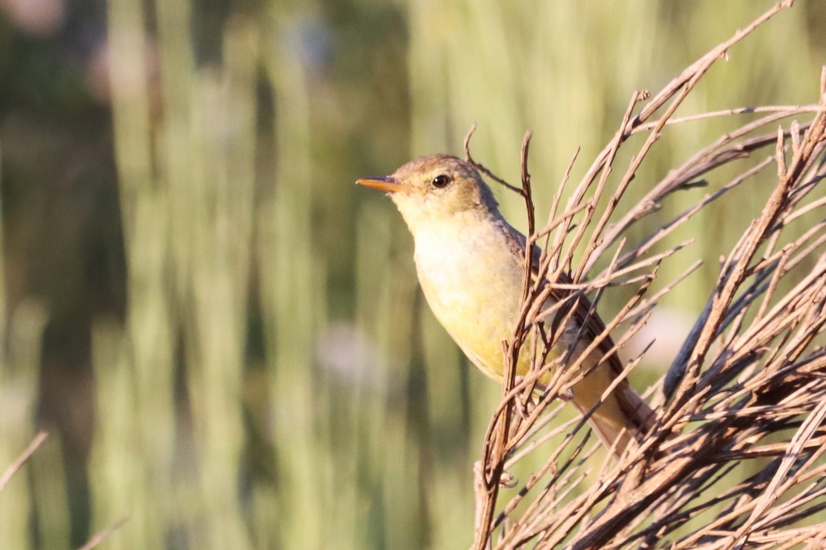 Melodious Warbler - ML593741361