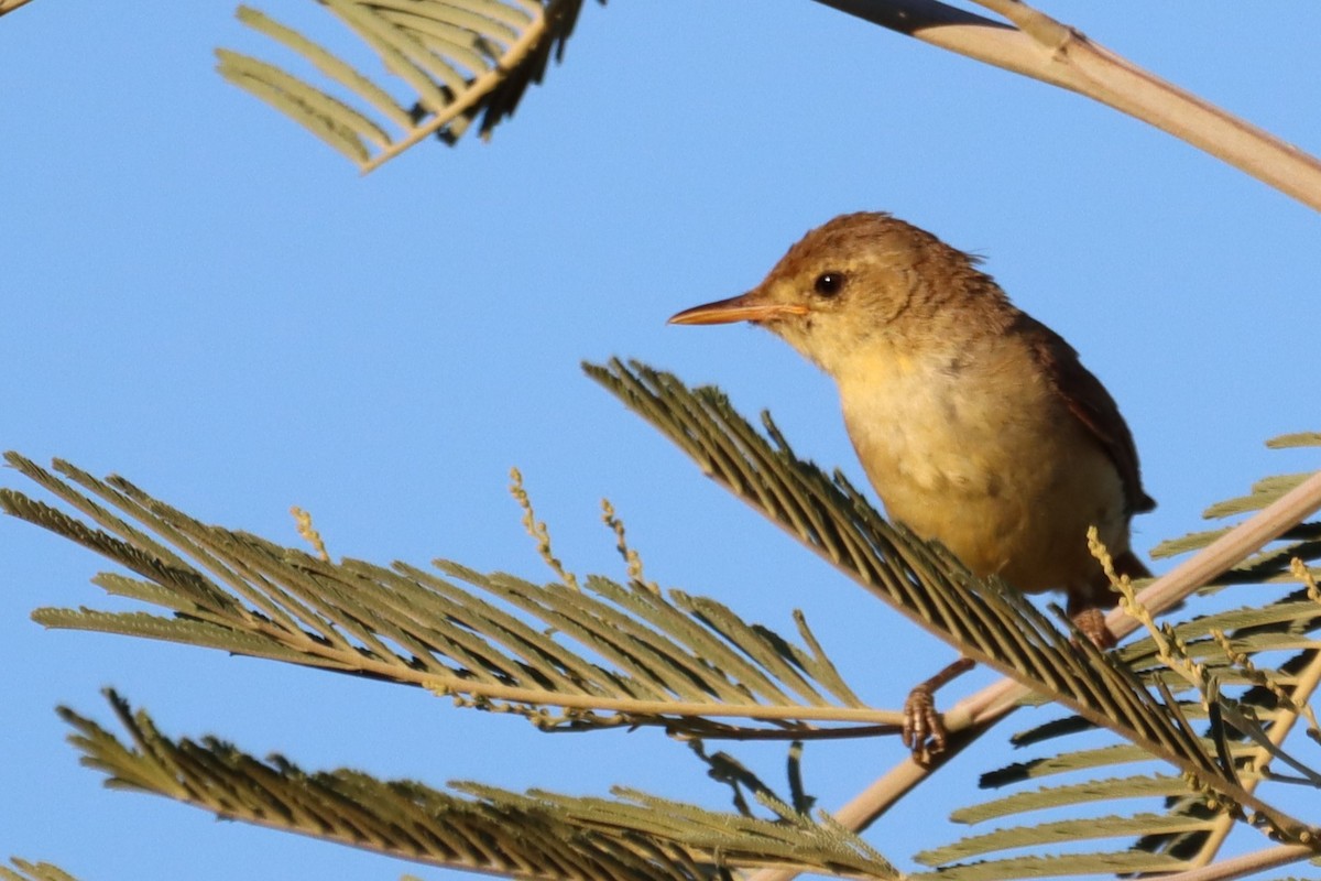Melodious Warbler - ML593741471