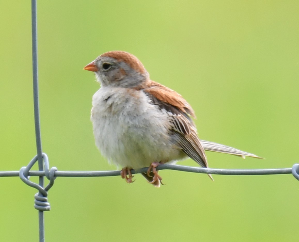 Field Sparrow - ML593741511
