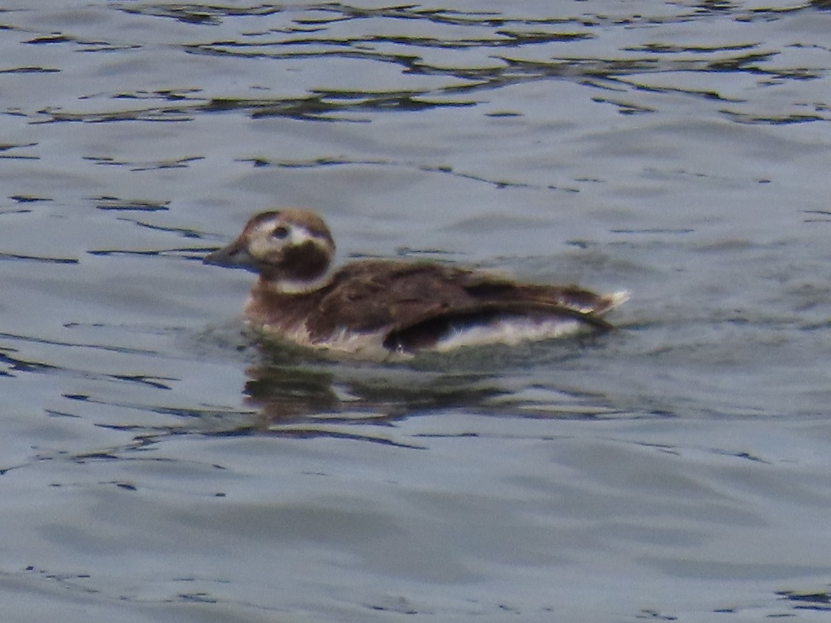 Long-tailed Duck - ML593741671