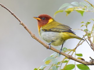  - Rufous-headed Tanager