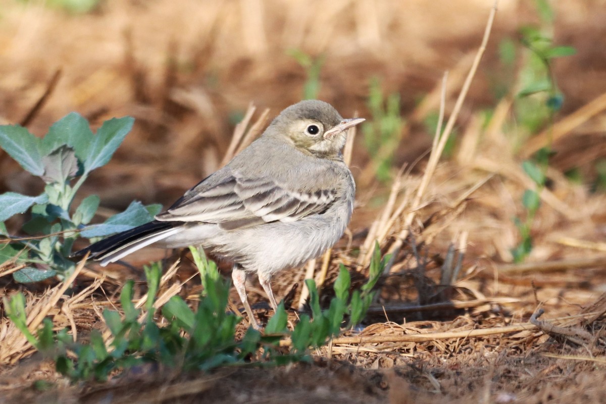 White Wagtail (White-faced) - ML593745151