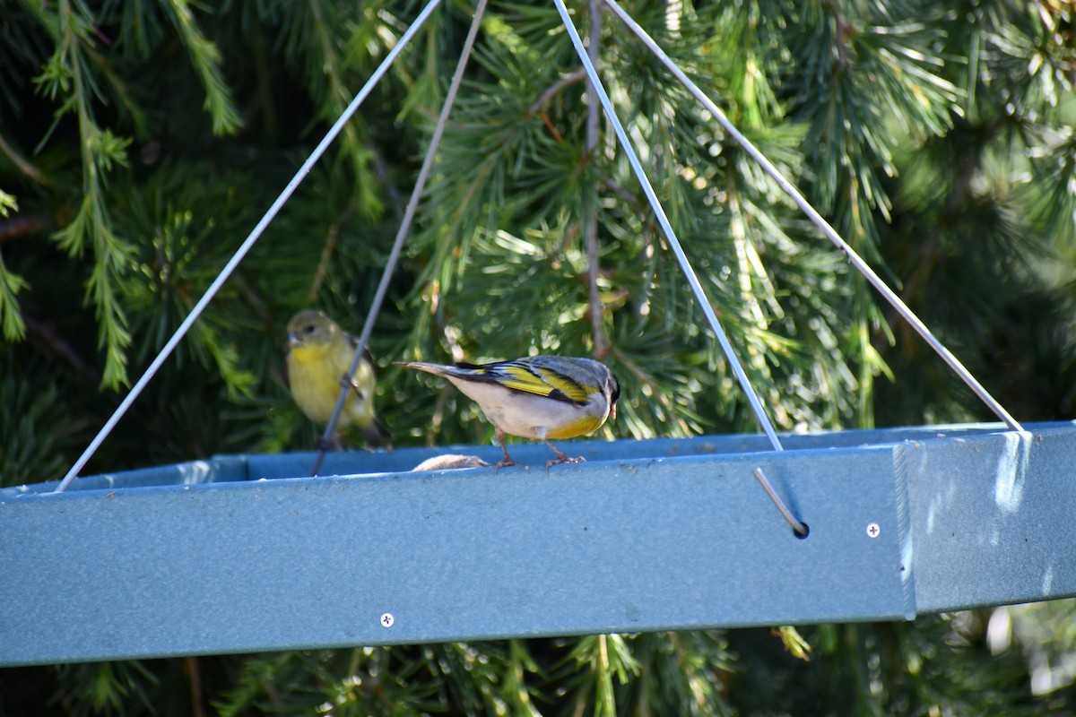 Lawrence's Goldfinch - ML593746391