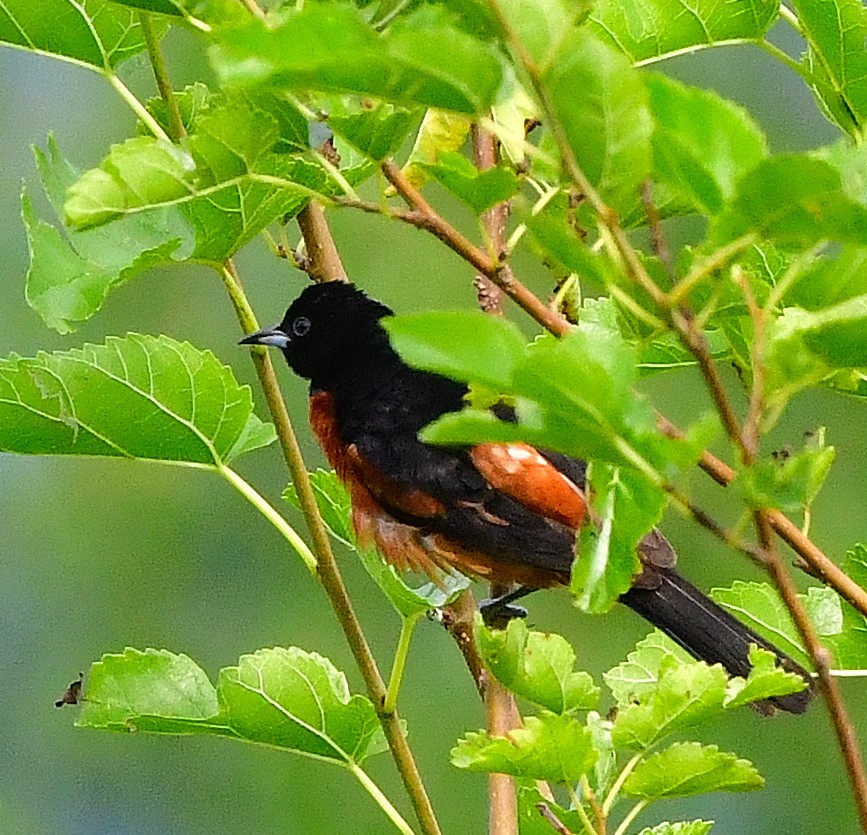 Orchard Oriole - ML593750601