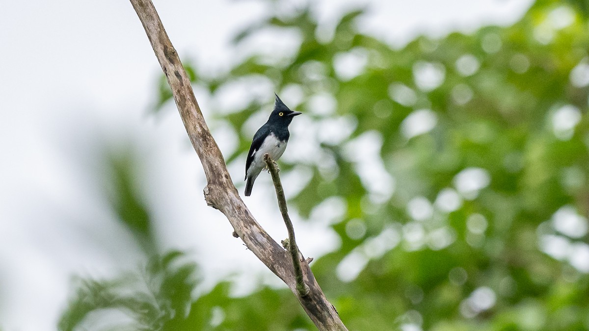 Black-and-white Shrike-flycatcher - Mathurin Malby
