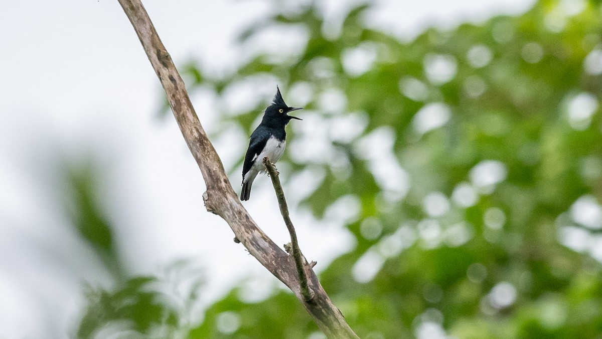 Black-and-white Shrike-flycatcher - Mathurin Malby