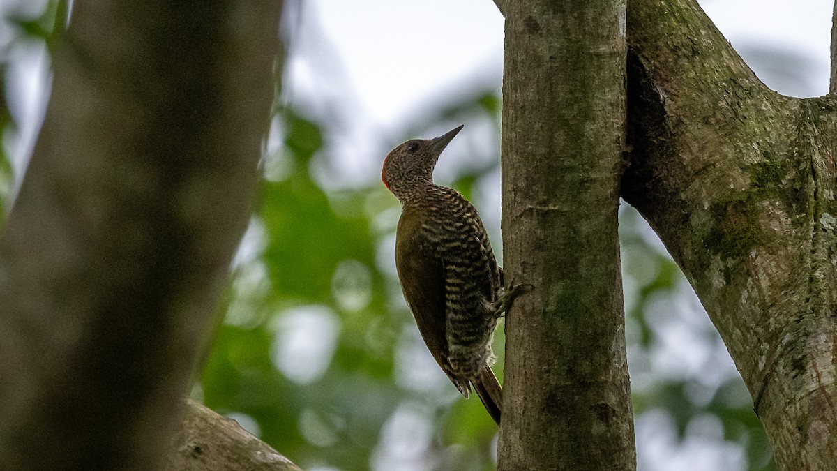 Green-backed Woodpecker (Little Green) - Mathurin Malby
