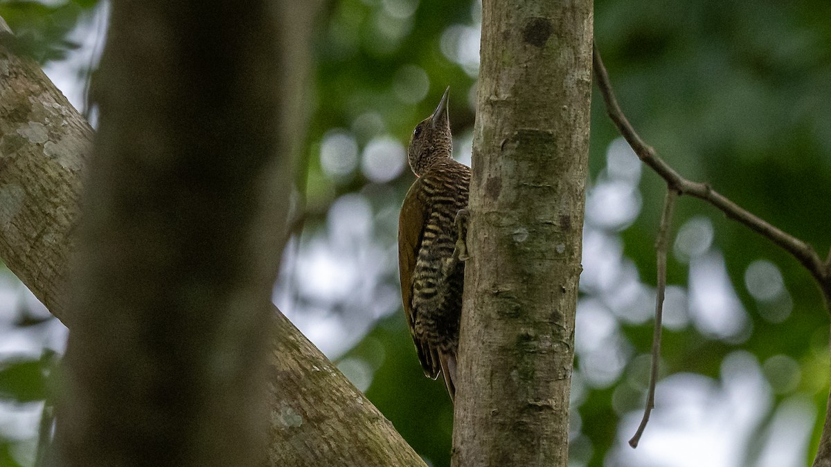 Green-backed Woodpecker (Little Green) - ML593752101