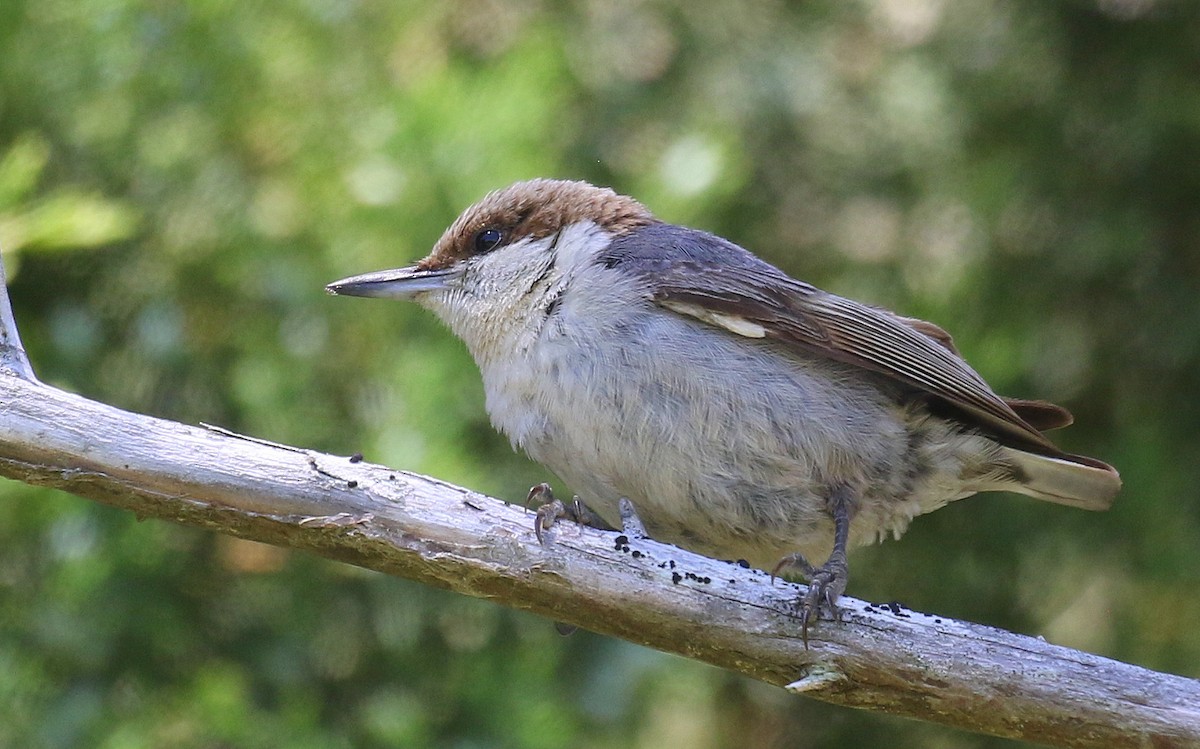 Brown-headed Nuthatch - Isaac Sanchez