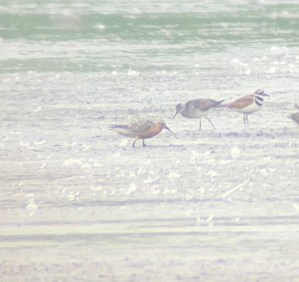 Red Knot - ML593753691